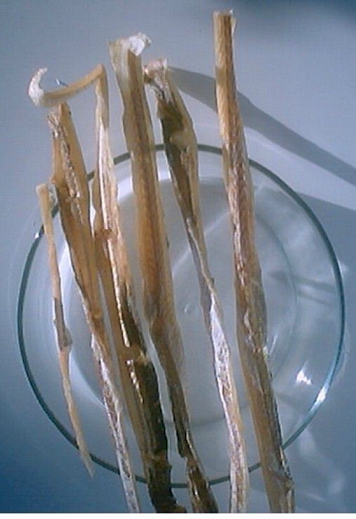 litãoseco.jpg (55113 bytes)